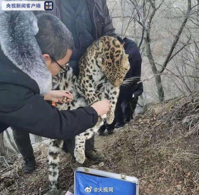 山西警方成功解救受伤金钱豹