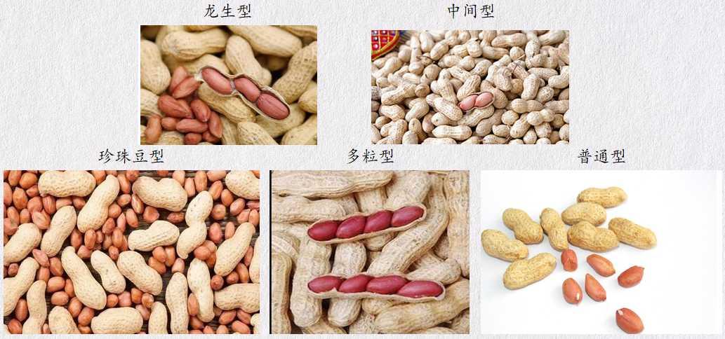 花生期货上市专题系列一:花生基础知识介绍