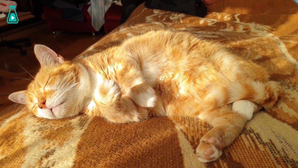 阳光微醺,睡眼惺忪的猫猫 要醒不醒的样子太可爱了!