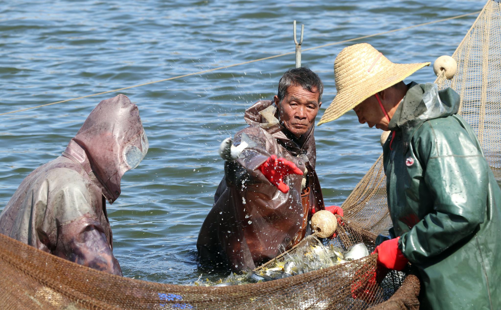 村民在鱼塘捕鱼(1月12日摄).