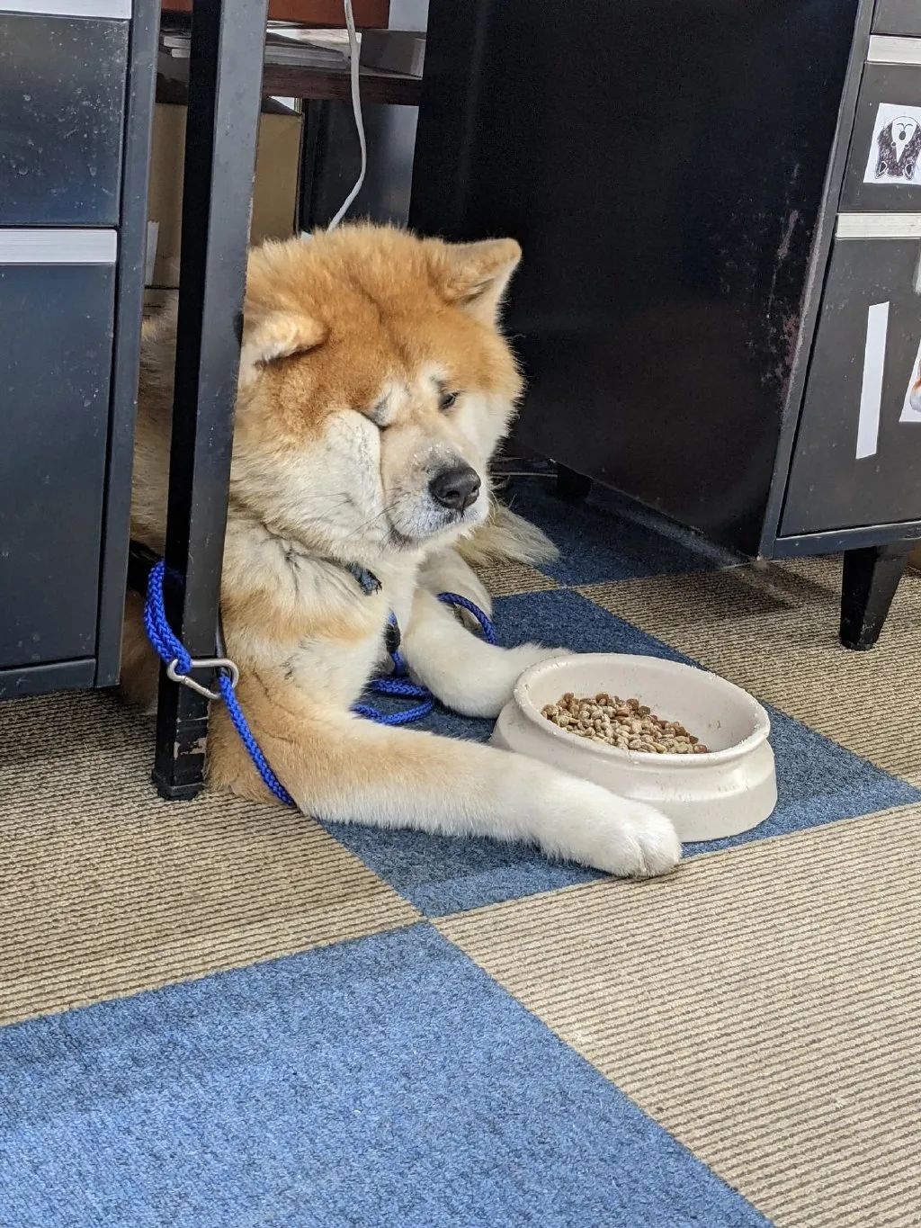 哈哈哈秋田这种不管在做什么事都自带100%委屈效果的样子也是很搞笑了