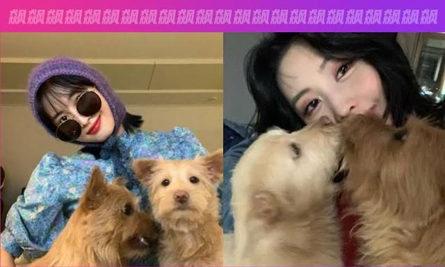 Twice的momo新领养的救援幼犬 名字却还无法确定 名字 救援犬 幼犬 新浪新闻 Twice的momo新领养的救援幼犬 名字却还无法确定 名字 救援犬 幼犬 新浪新闻