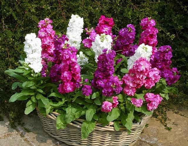 这种耐冻花自带体香外面天寒地冻家里开花香气满屋