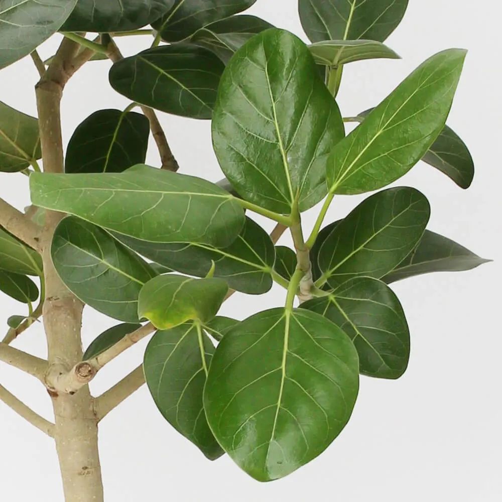美如画的10个榕属植物，都适合种在花盆里，养成室内观叶植物|植物|光照|垂叶榕_新浪新闻