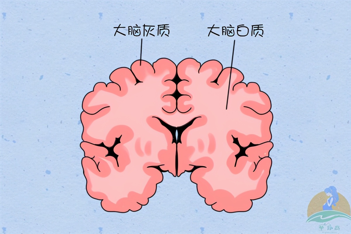 这个实验发现,从怀孕到分娩后2年的时间里,妈妈们的大脑灰质体积相对