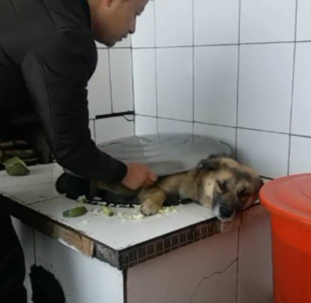 男子把活狗直接扔进锅里煮得知真相后令人破口大骂