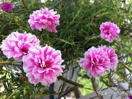 公认好养的4种"傻瓜花",开花美花期长,适合新手和懒人