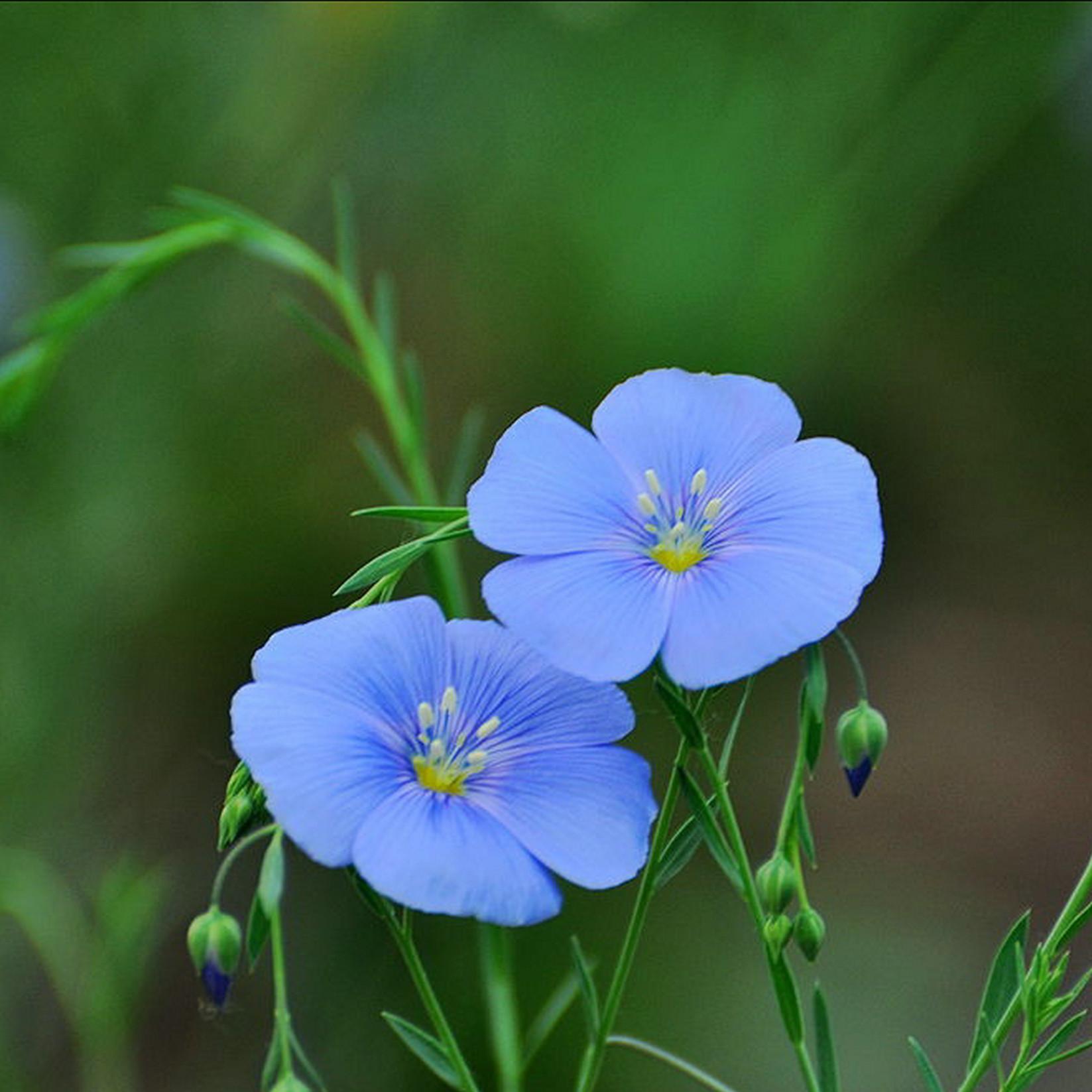 蓝花亚麻的管理是比较粗的,为了让植株整体生长更加的饱满,在植株生长