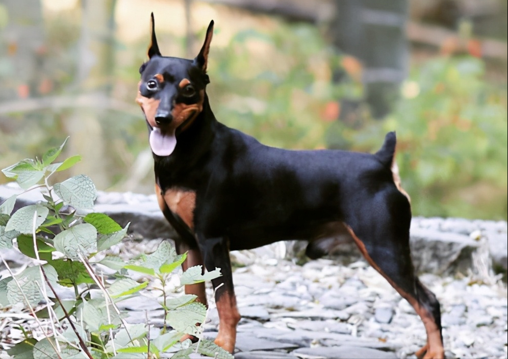 最怕冷的5种中小型犬冬天一到记得少外出