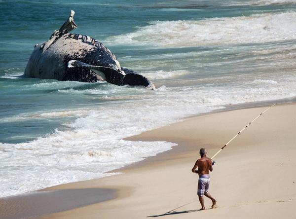 男子沙滩钓鱼发现一惊奇生物,报警后真相惊呆吃瓜群众!