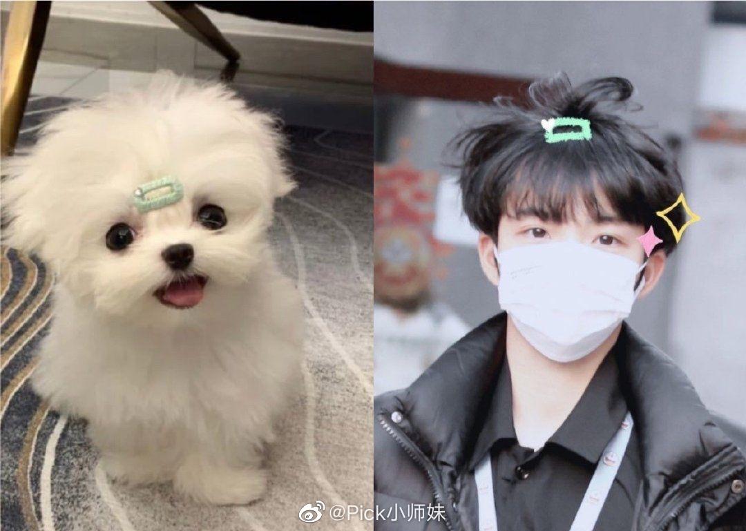 刚看到赵瑾尧这组扎小辫子的照片!真的好可爱啊!