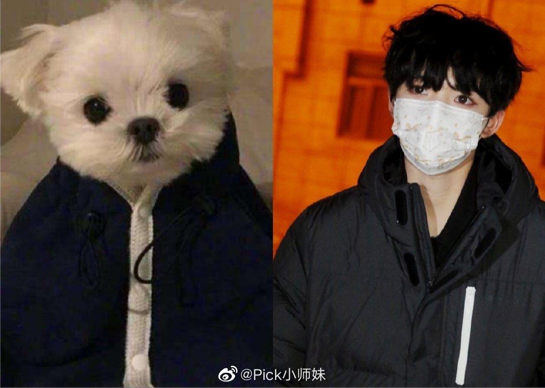 刚看到赵瑾尧这组扎小辫子的照片!真的好可爱啊!