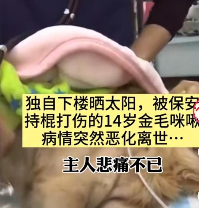 金毛独自下楼被保安打死却获网友力挺狗主人很困惑