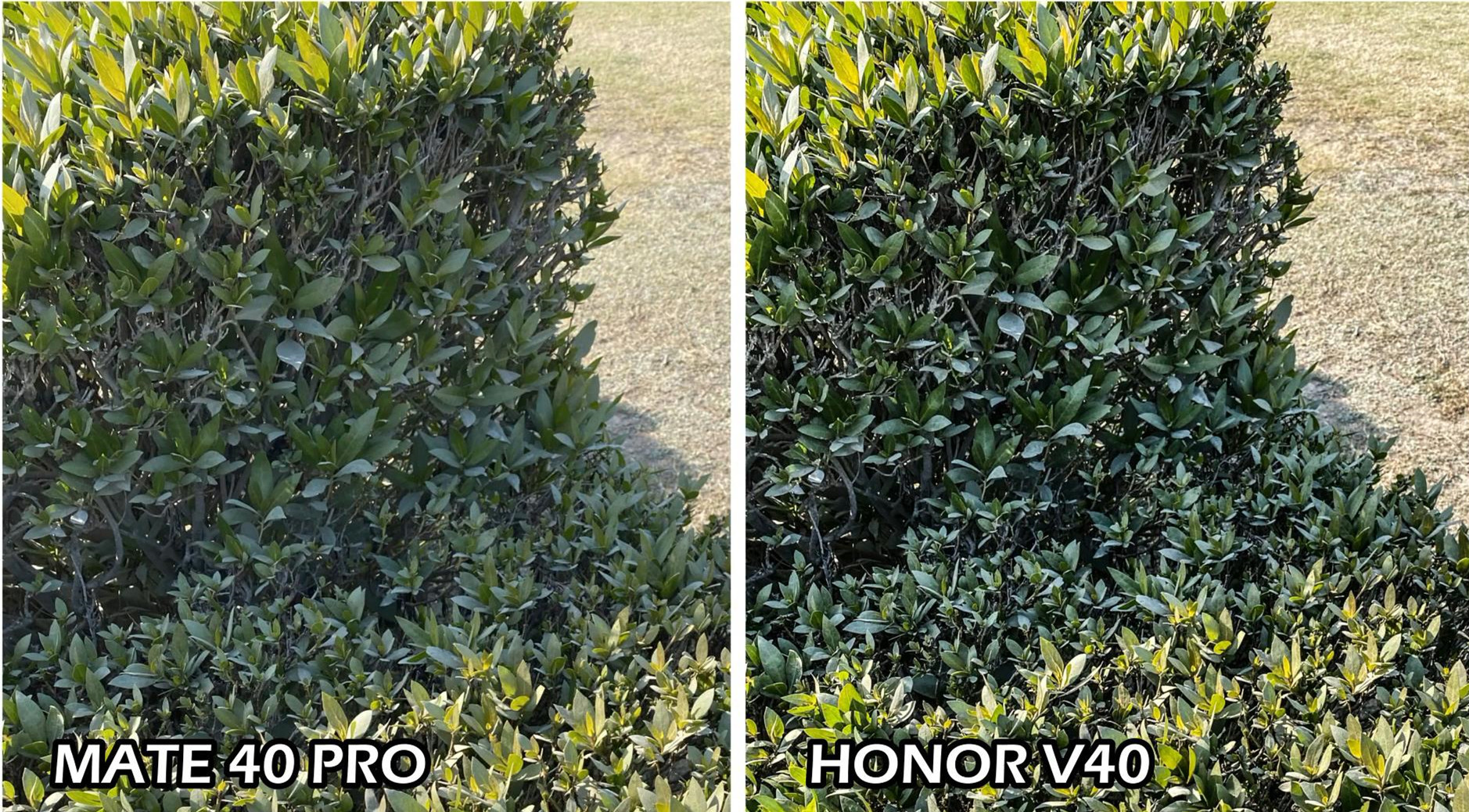 华为mate40pro拍证件照,华为mate40pro 华为mate40pro和荣耀v40拍照对比都是5000万镜头区别有多大
