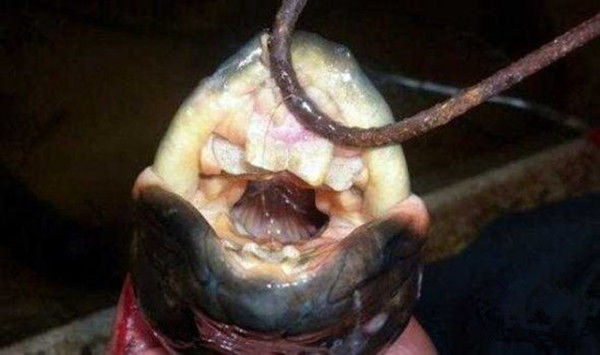 男子河边钓出龅牙怪鱼,回家准备宰杀时,差点吓坏他老爸