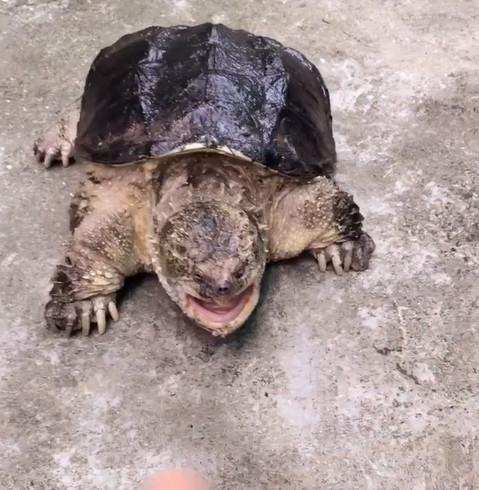 男子将手放到鳄龟嘴边不断挑衅, 结果却让他付出惨痛代价