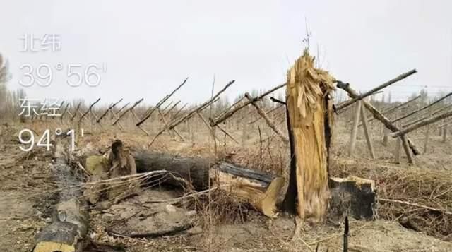 敦煌万亩防护林被毁,网友痛心:再不保护,那些景点就没了