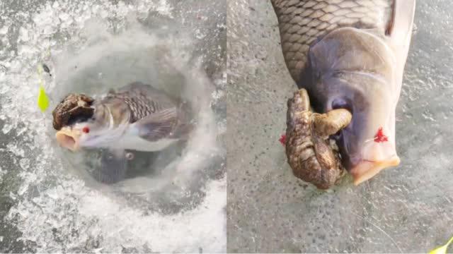 东北大哥钓上"金蟾抱鲤":蛤蟆死抠鲤鱼眼珠不放 众人兴奋解说