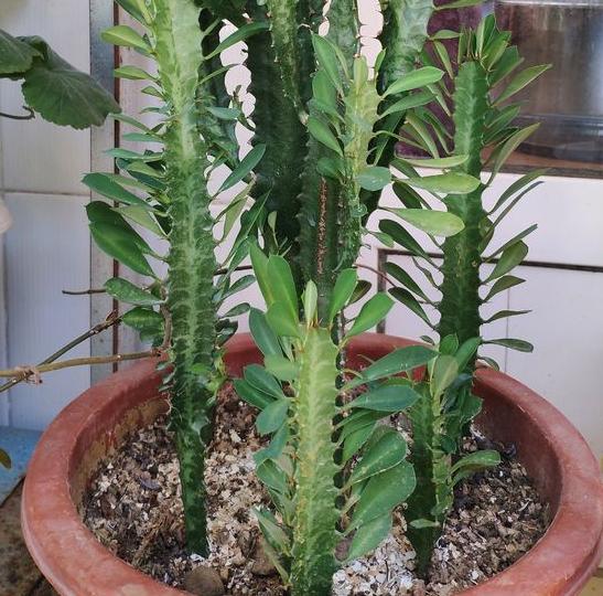 龙骨,一种可以长到1米8高的"假昙花"盆栽!寓意步步高升!