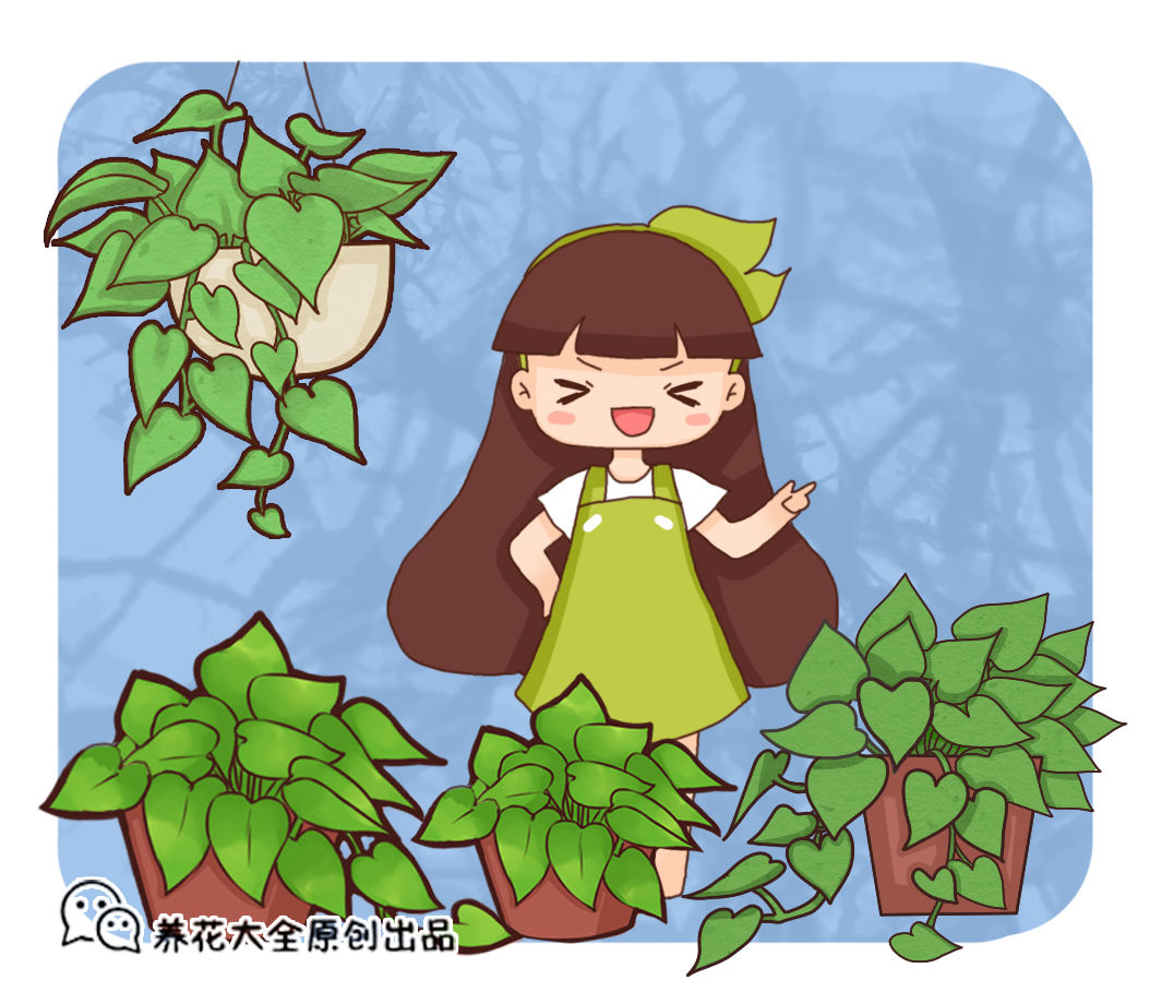 叶子金黄色的绿萝不仅特别还很好养护放在家里太引人注目了