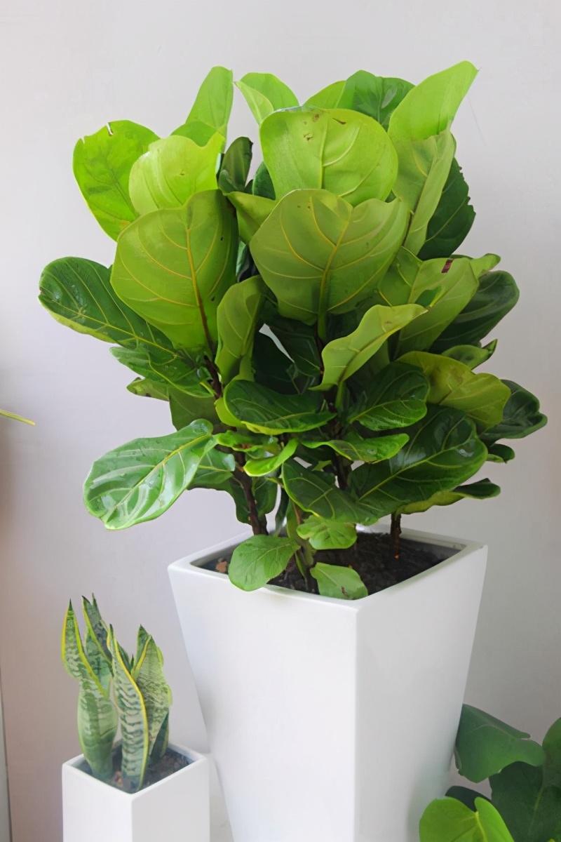 琴叶榕可是网红花叶子翠绿有纹路