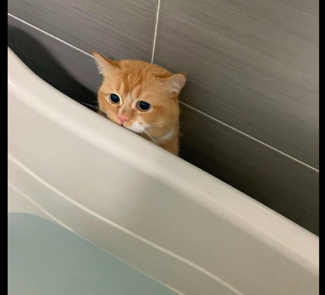 而猫咪此时就躲在浴缸的后面,小心翼