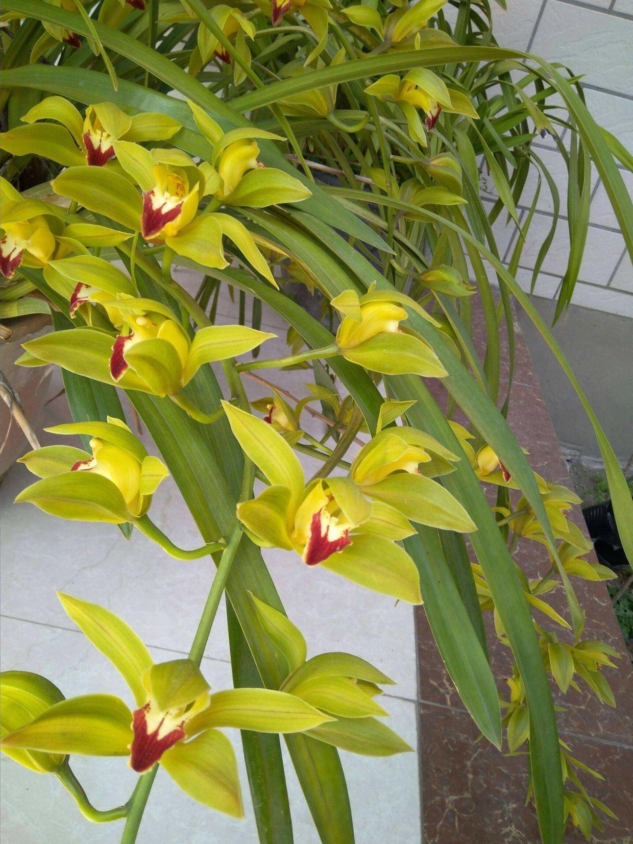 兰花品种多养护方法不同,怎么养好碧玉兰?