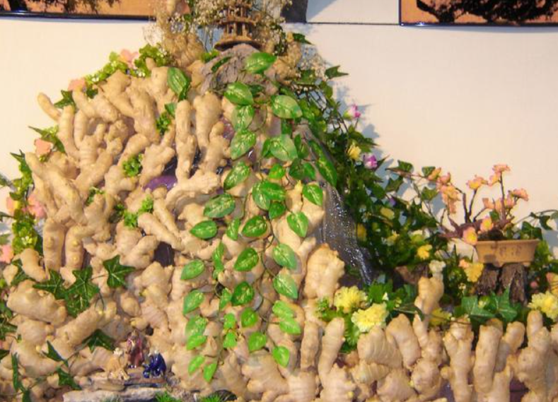 阳台盆栽生姜,简单4步走,叶绿当花赏,不用再去买,自给自足