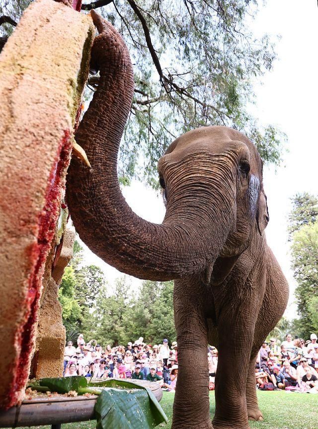 澳大利亚珀斯:一头亚洲象迎来64岁生日,收获"专属定制"蛋糕!