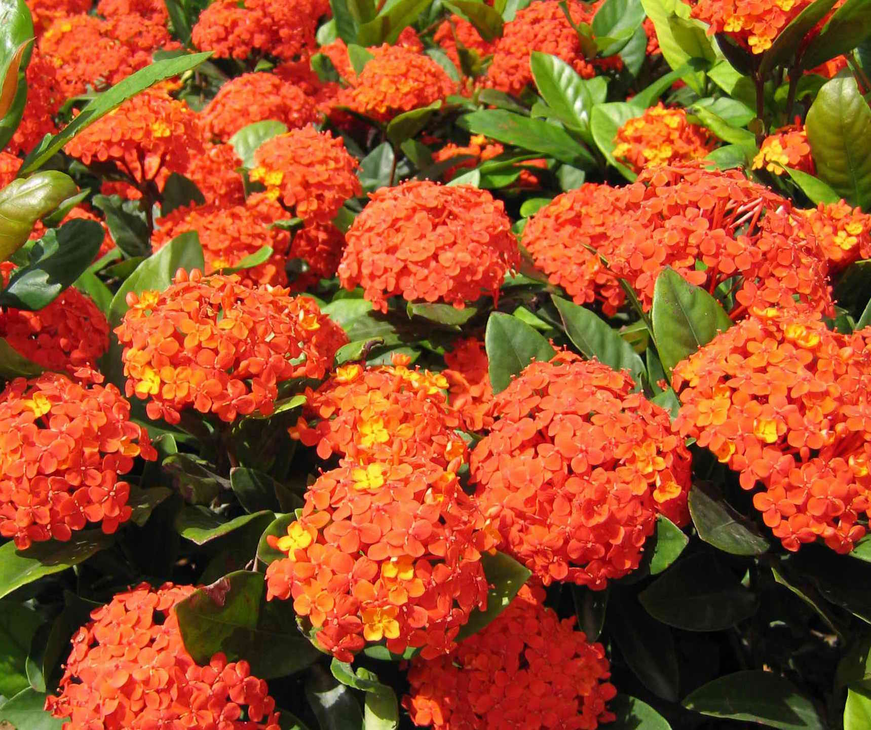 龙船花怎么养?养好龙船花,你需要这么做