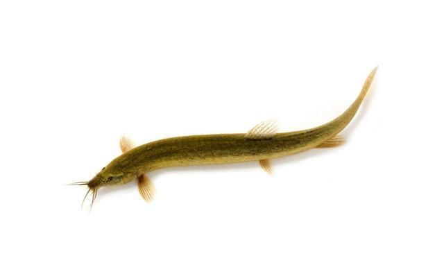 人称"水中人参",以前农村很多却少有人吃,如今靠养殖供应|泥鳅|人参