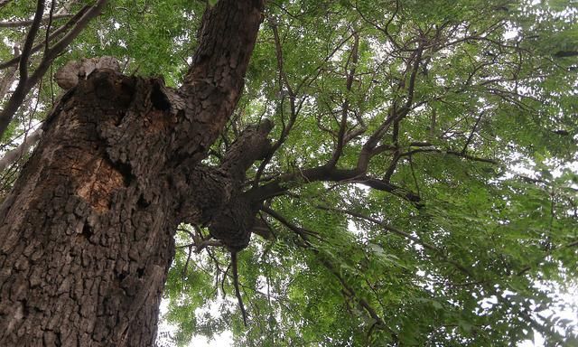 河南新乡大双村的大皂角树!老乡们都很想念你啊!