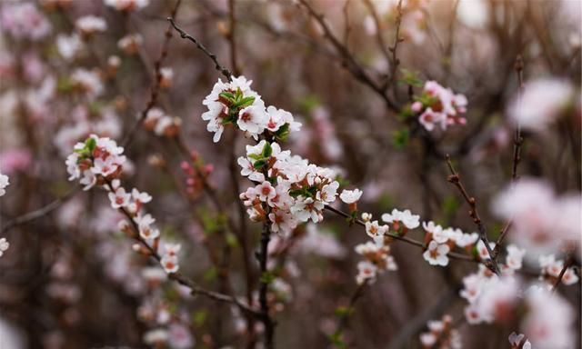 韦应物的一首郊游诗,最后一句诉说了对陶渊明生活的向往休闲区蓝鸢梦想 - Www.slyday.coM
