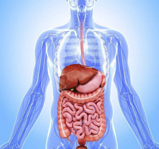 人类是进化失败的例子,与我们同源的黑猩猩,还会不会进化成人?