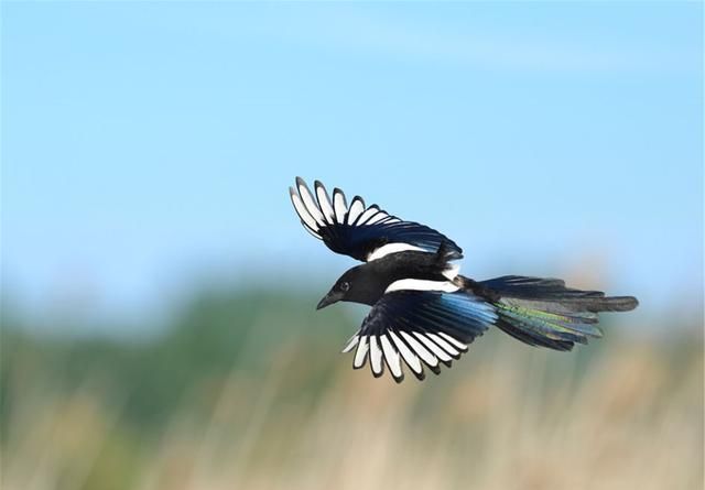 我眺望那些飞翔的喜鹊,他们自由快乐