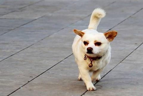 狗狗后腿时不时三条腿走路