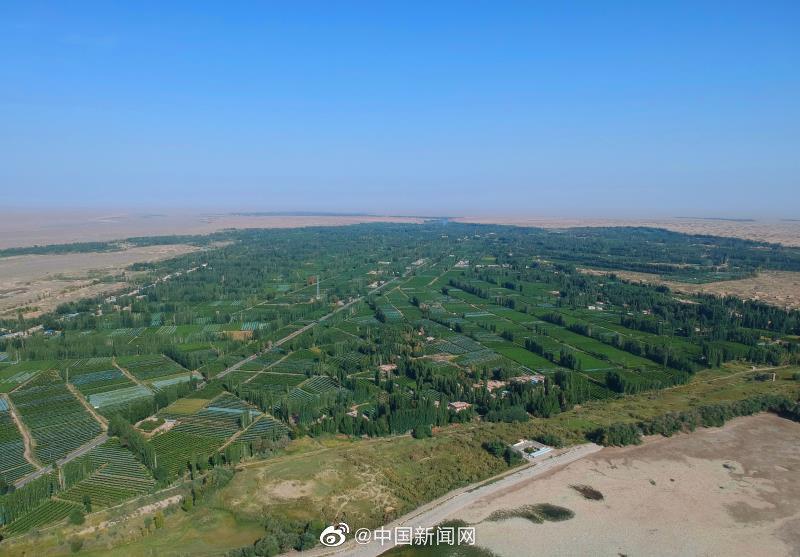 甘肃通报阳关林场防护林被毁调查情况2000年以来未发现林地大面积减少