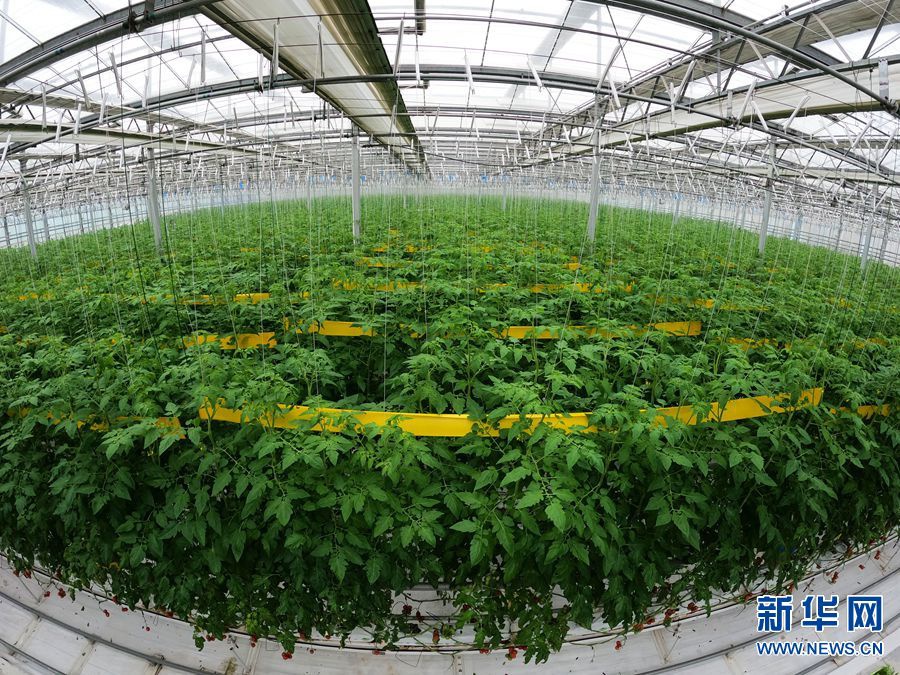 1月24日,在位于河南省鄢陵花木旅游产业集聚区的鄢陵建业绿色基地内