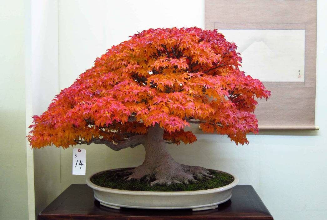 枫树盆景制作方法