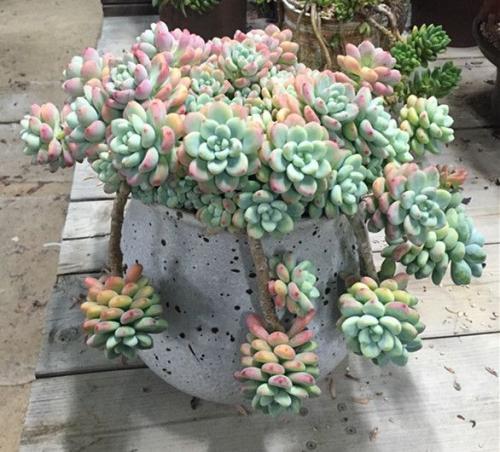 养多肉劳尔,做好3件事,香味浓郁长爆盆,变成香香大果冻