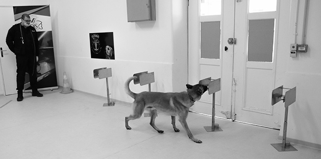 临场看球？先过了狗这一关！美国NBA赛场将用狗来排查新冠病毒休闲区蓝鸢梦想 - Www.slyday.coM