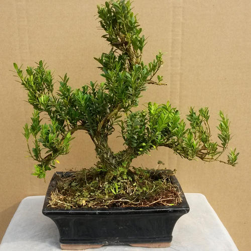 珍珠黄杨盆景常见问题及处理方法