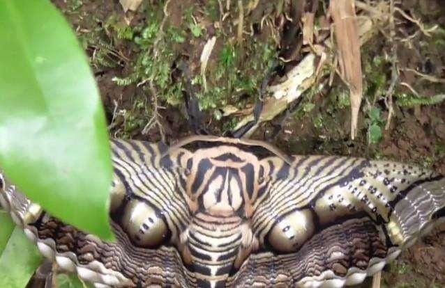 山间游玩活动,经过一条泥泞小路上的时候,在土壁上发现了一个奇怪的