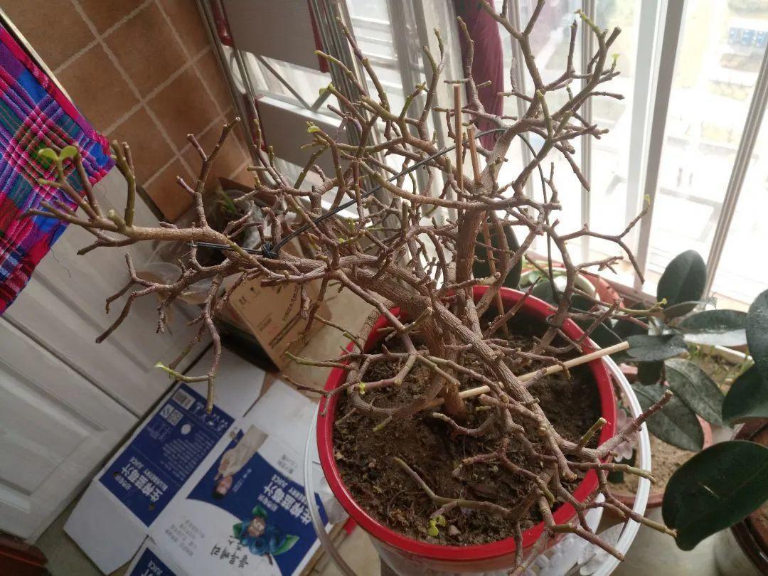 金枝玉叶不耐寒,低于5度就可能冻伤了,只要杆没冻烂就有救,搬到室内