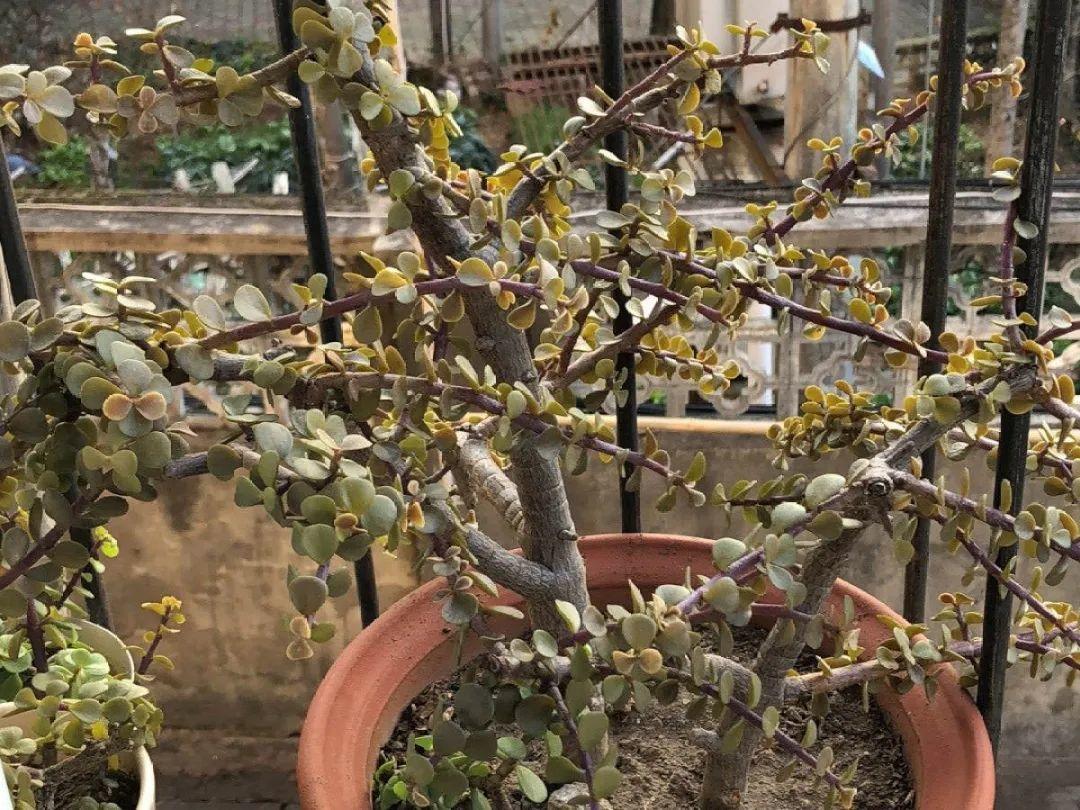 金枝玉叶冻伤的变化:叶子暗淡枯黄,大面积落叶,严重的话也会有化水,软