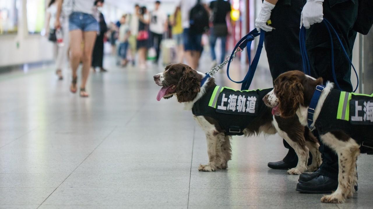 临场看球？先过了狗这一关！美国NBA赛场将用狗来排查新冠病毒休闲区蓝鸢梦想 - Www.slyday.coM