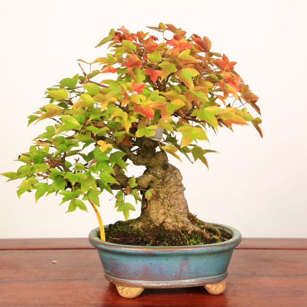 枫树盆景制作方法