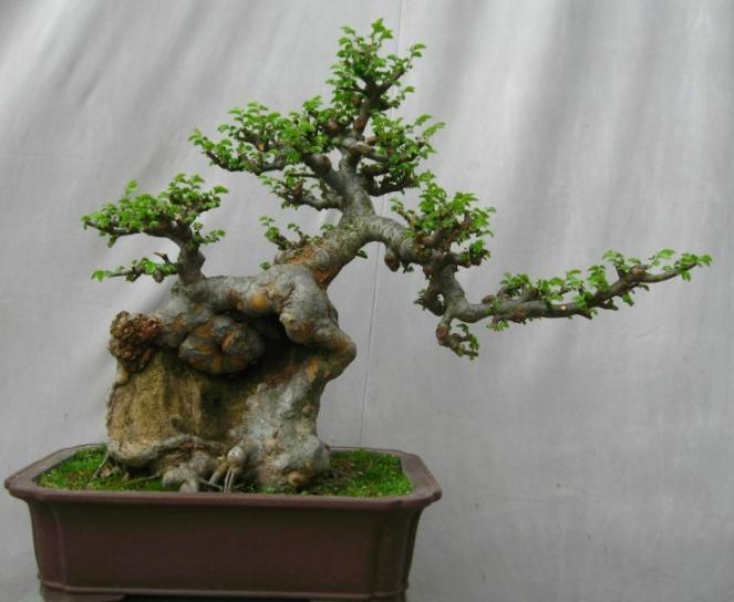 榔榆盆景怎么养好?