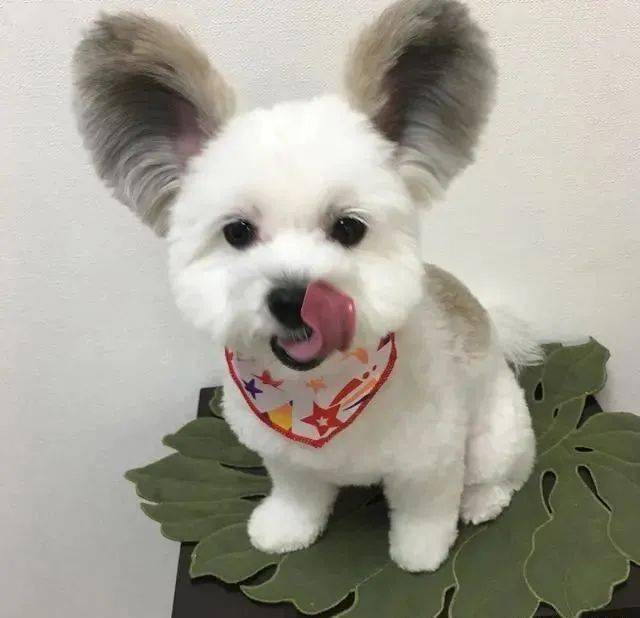 这只米老鼠狗狗来自日本因为这对大耳朵火了