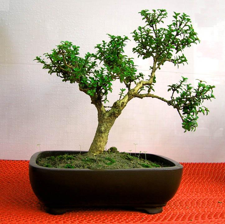 珍珠黄杨盆景常见问题及处理方法